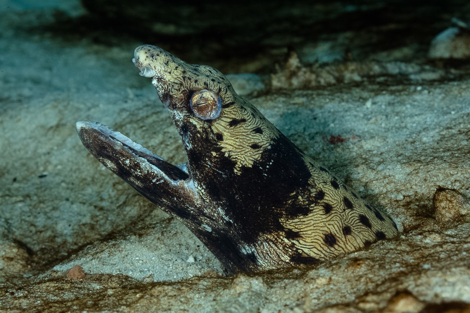 Spotted Snake Eel