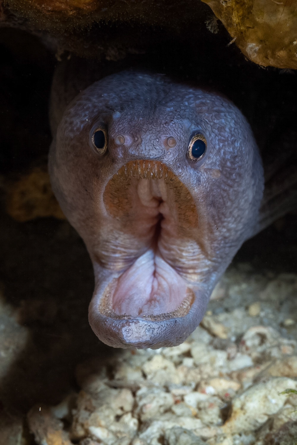 Broadbanded Moray