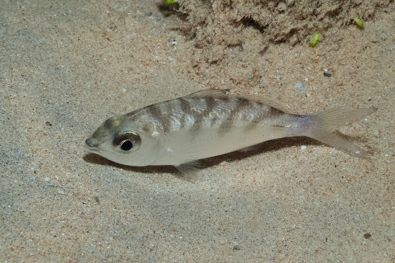 Mottled Mojarra