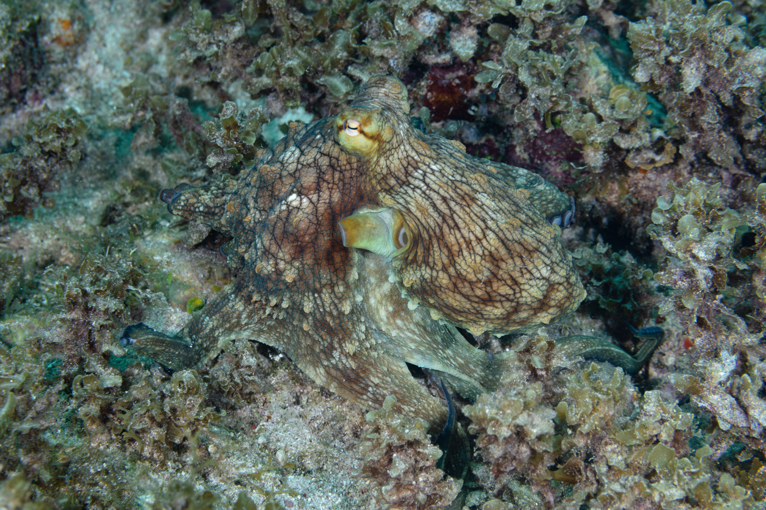 Common Octopus