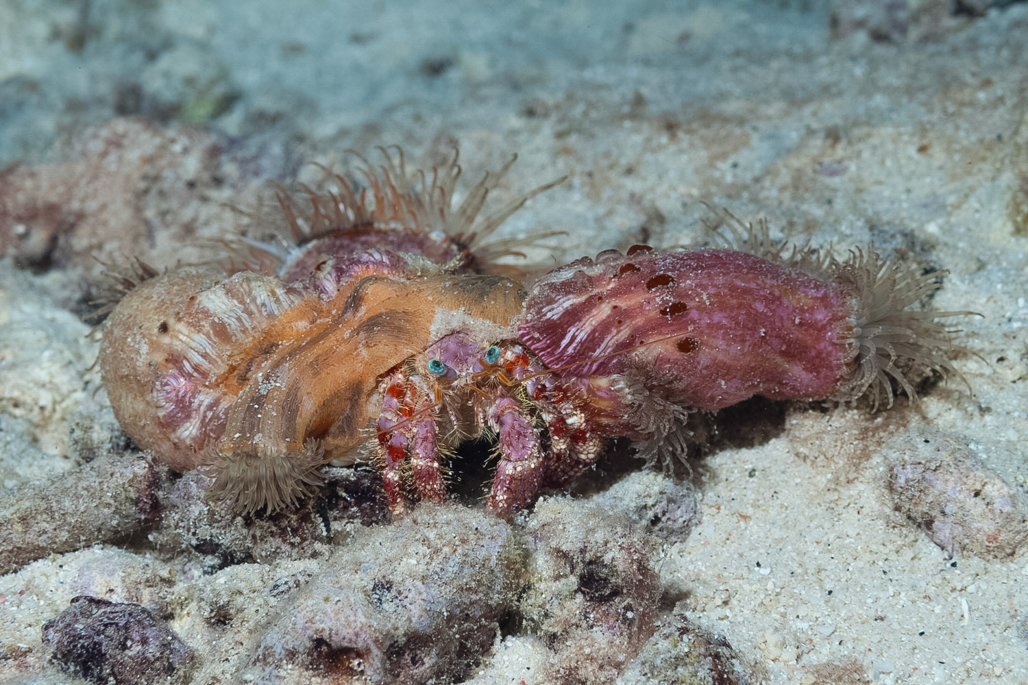 Hitchhiking Anemone