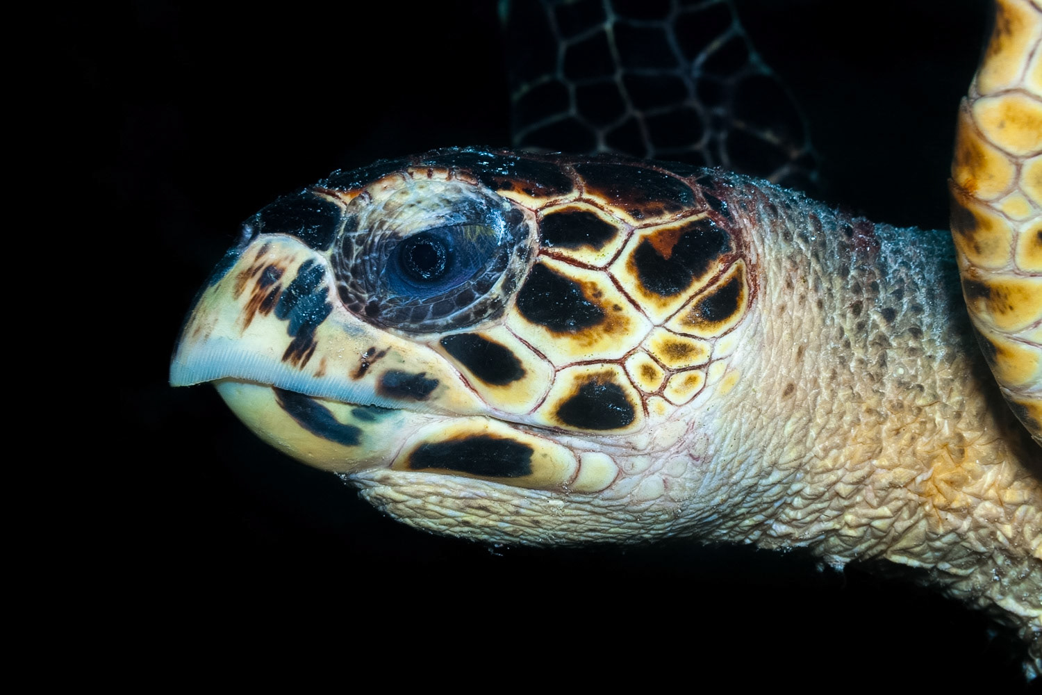 Hawksbill Turtle