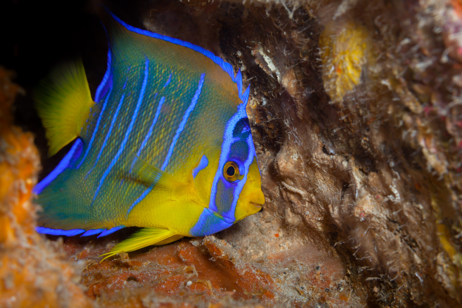 Queen Angelfish (Intermediate)