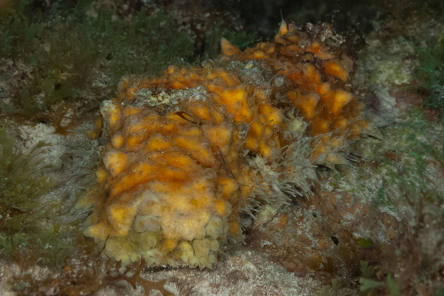 Florida Sea Cucumber