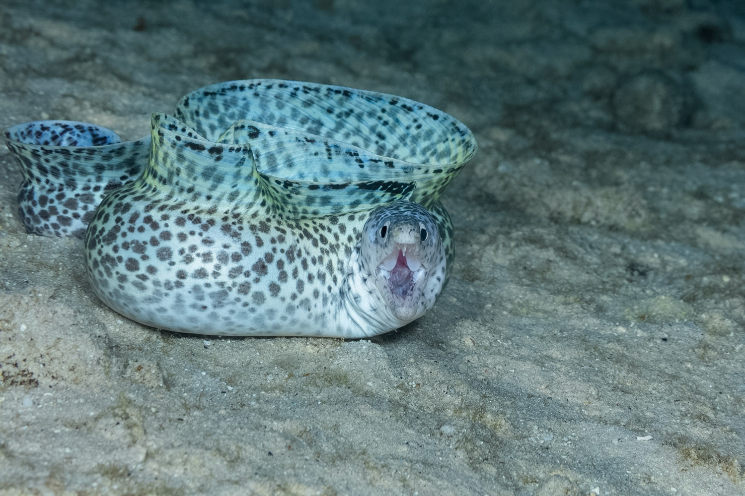 Spotted Moray