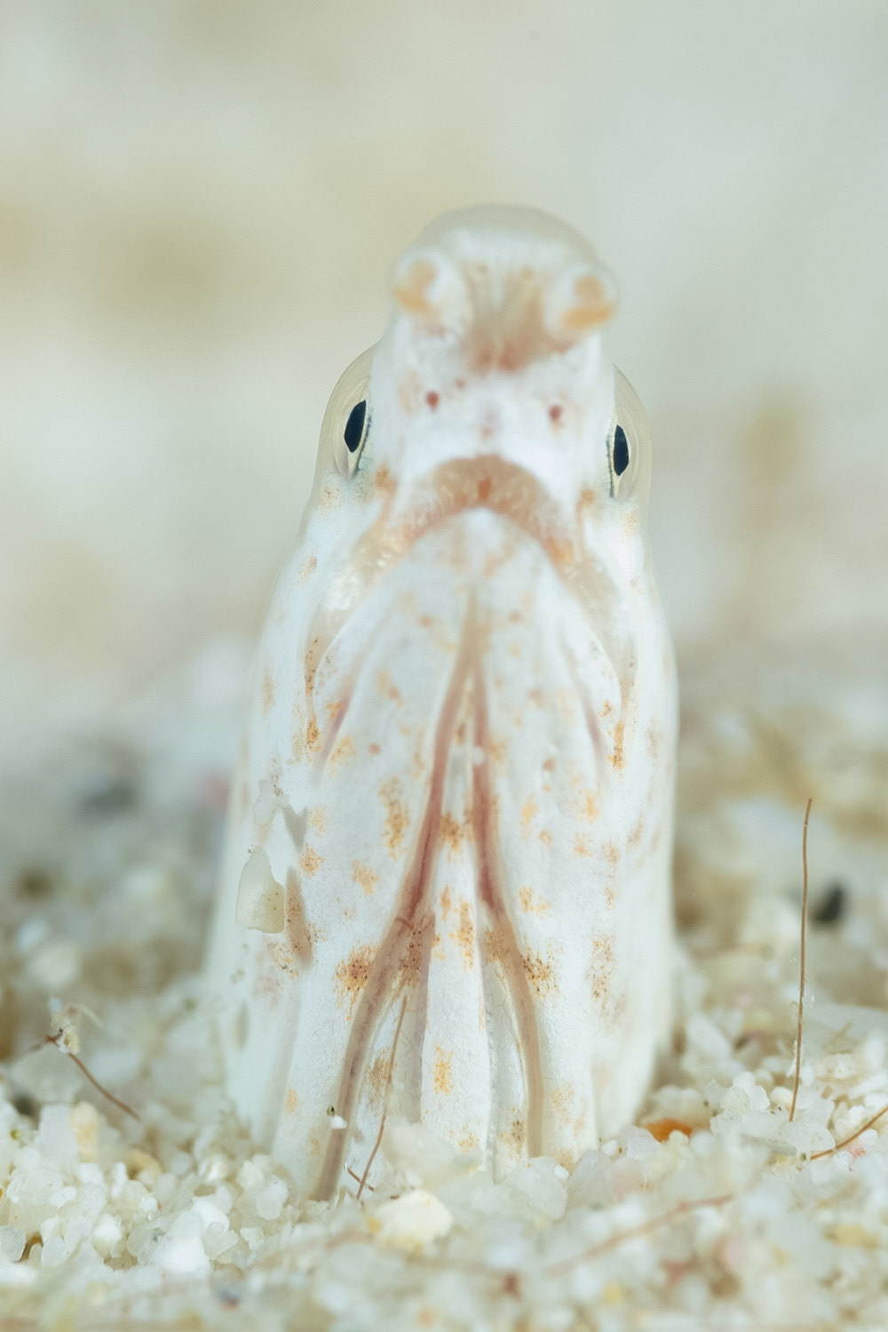 Stripe Eel