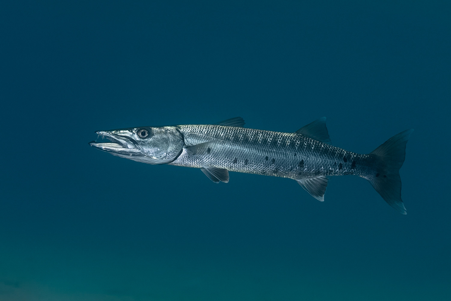 Great Barracuda