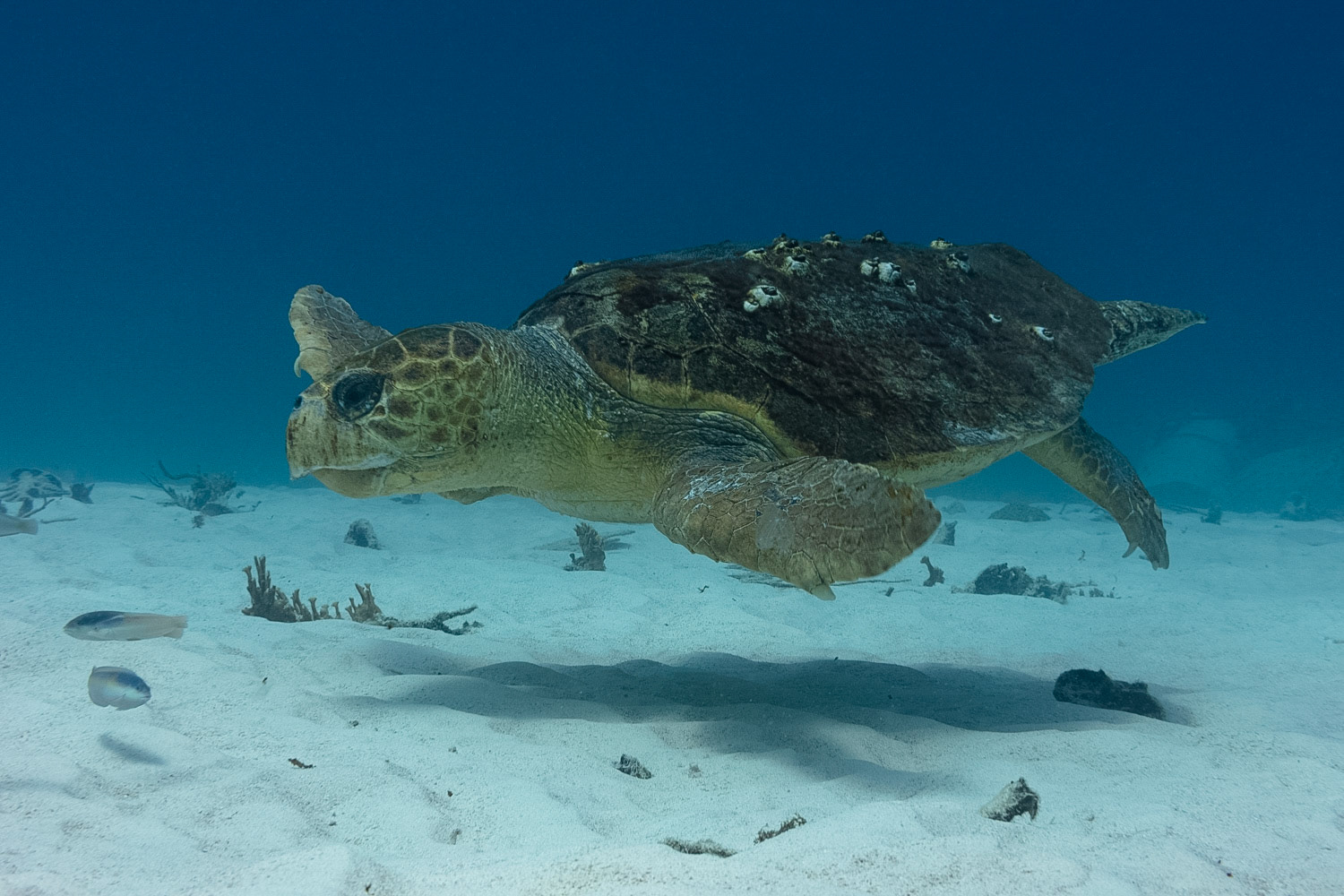 Loggerhead Turtle