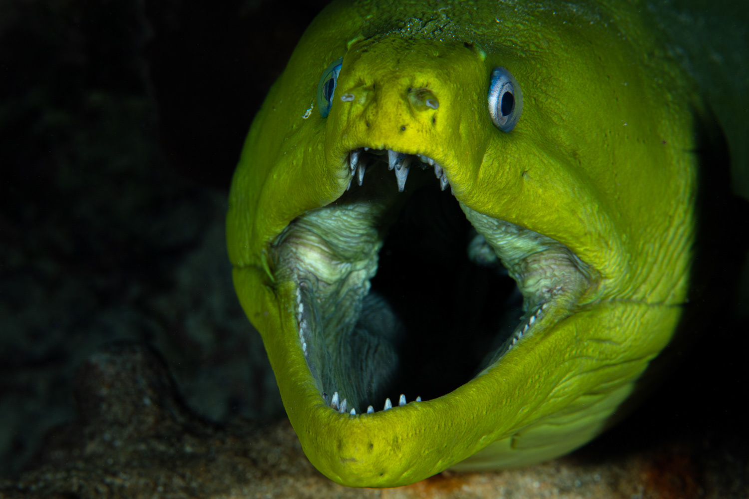 Green Moray Eel
