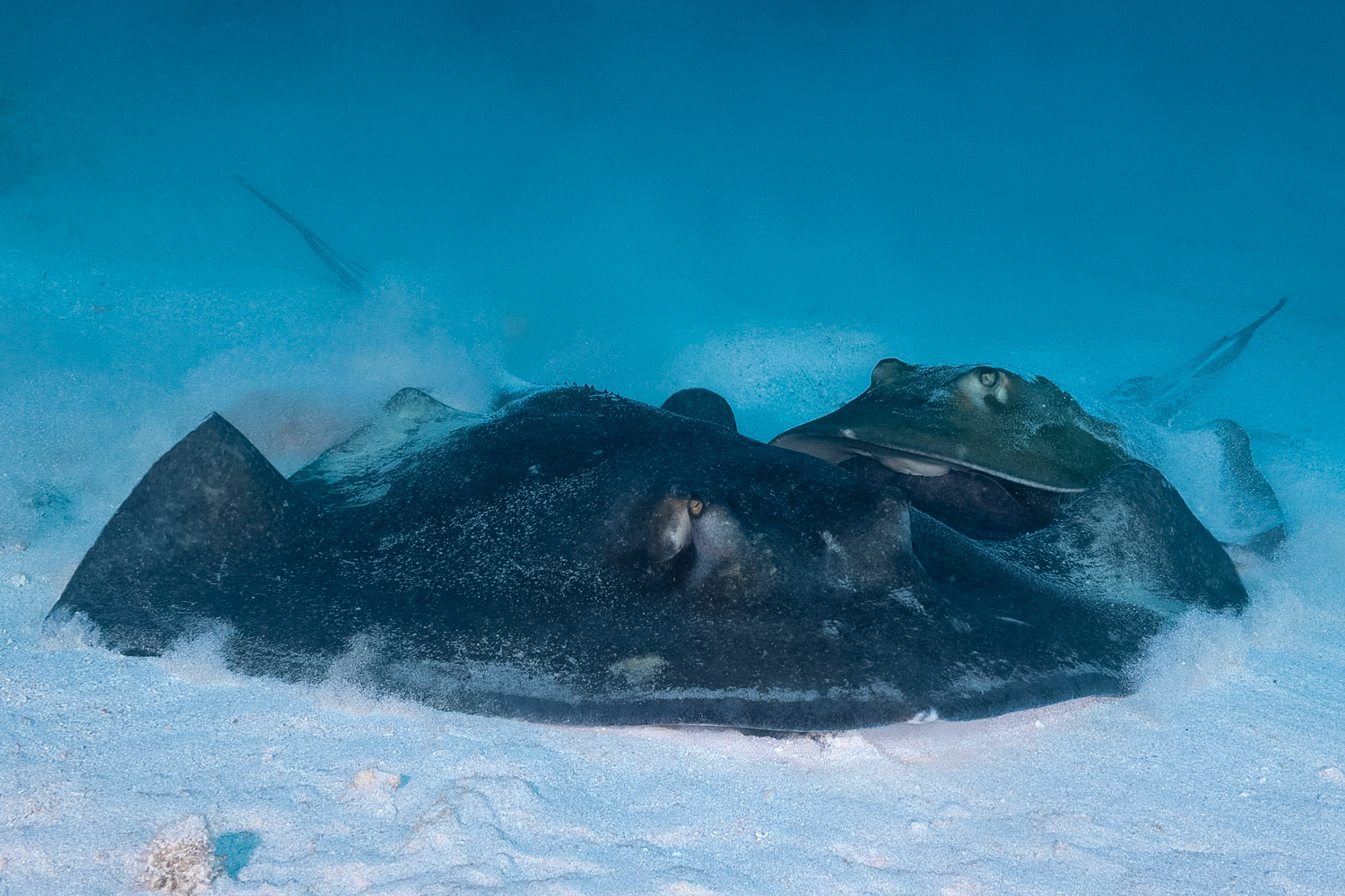 Southern Stingrays