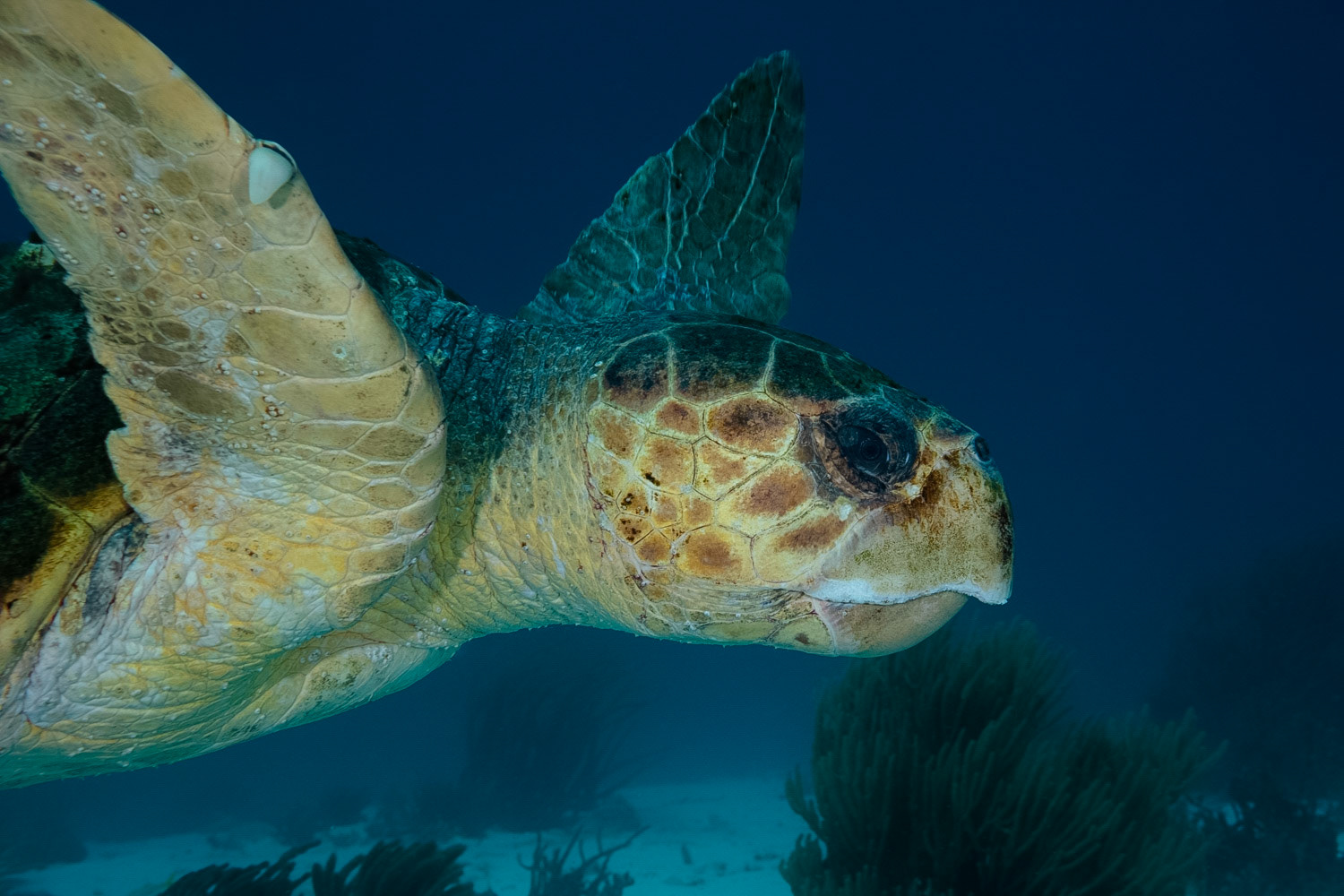 Loggerhead Turtle