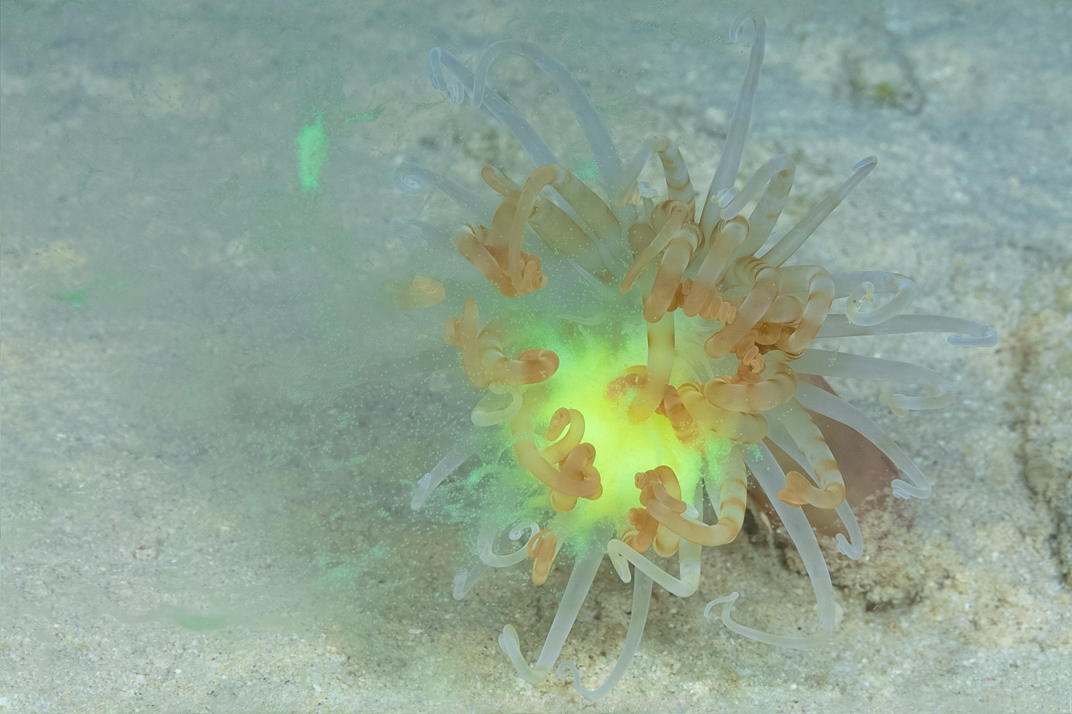 Banded Tube-Dwelling Anemone, Spawning
