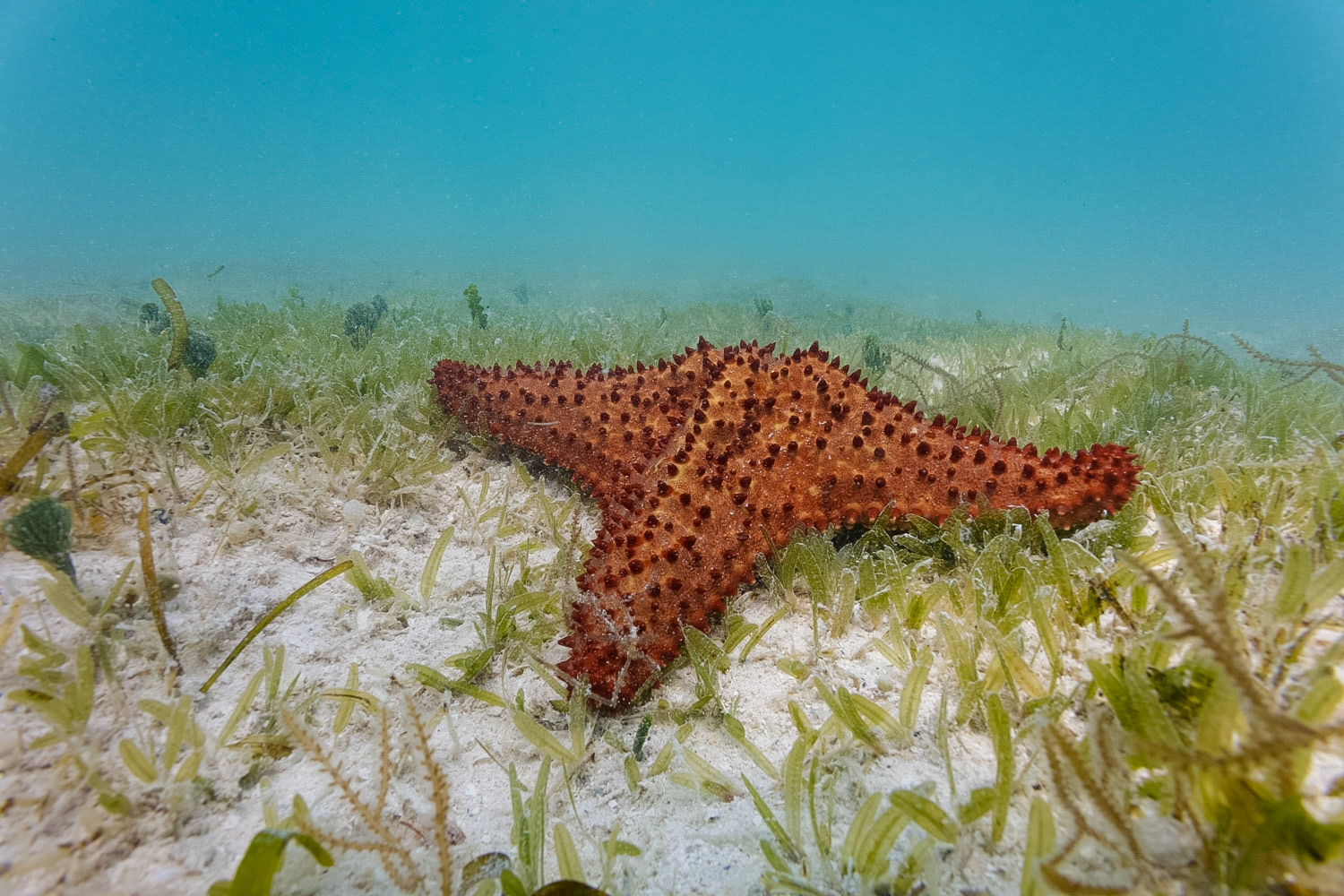 Cushion Sea Star