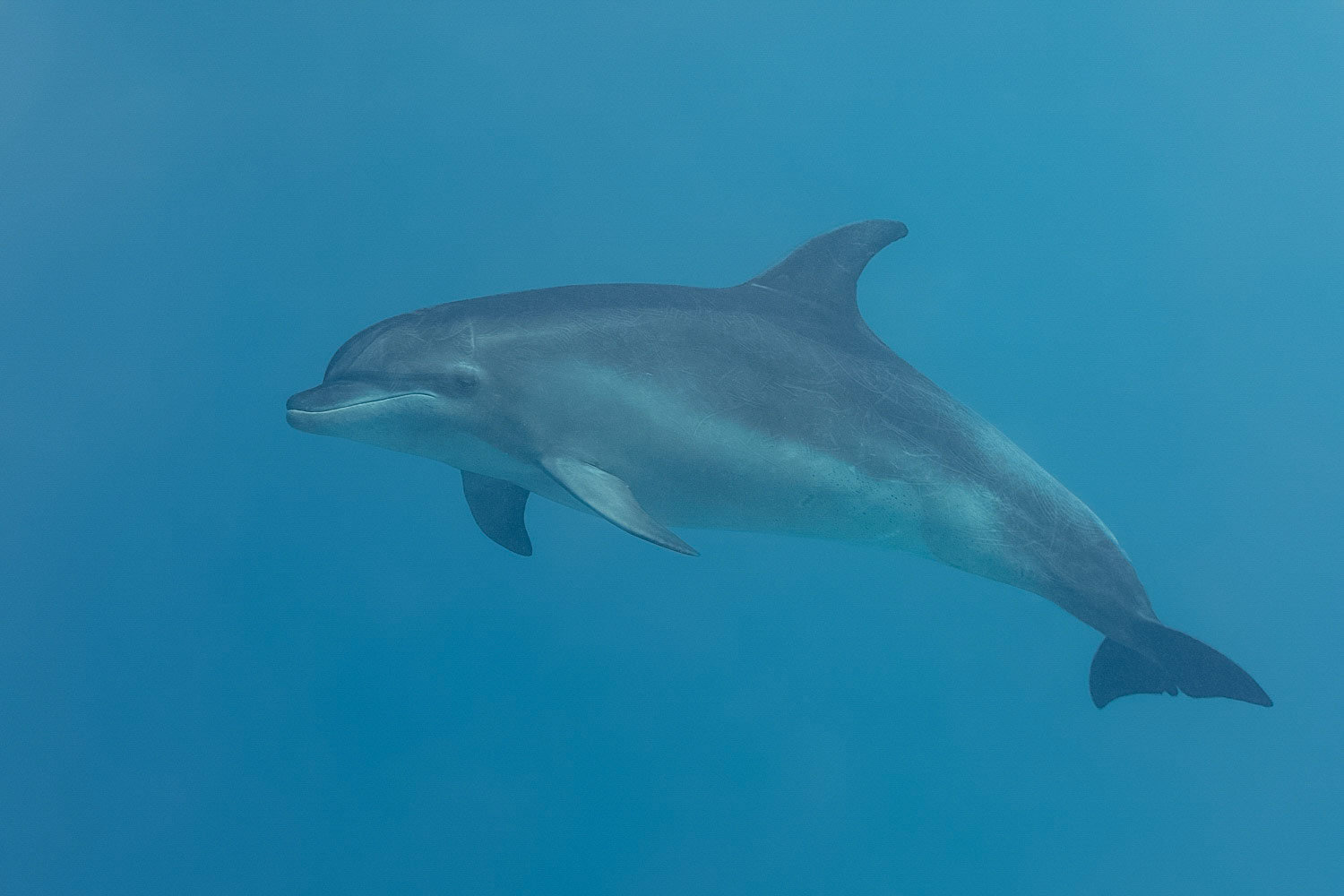 Bottlenose Dolphin