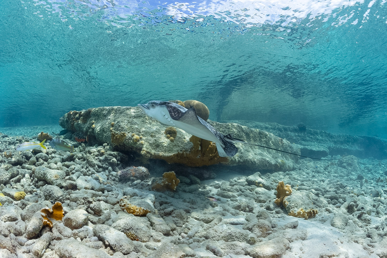 Spotted Eagle Ray
