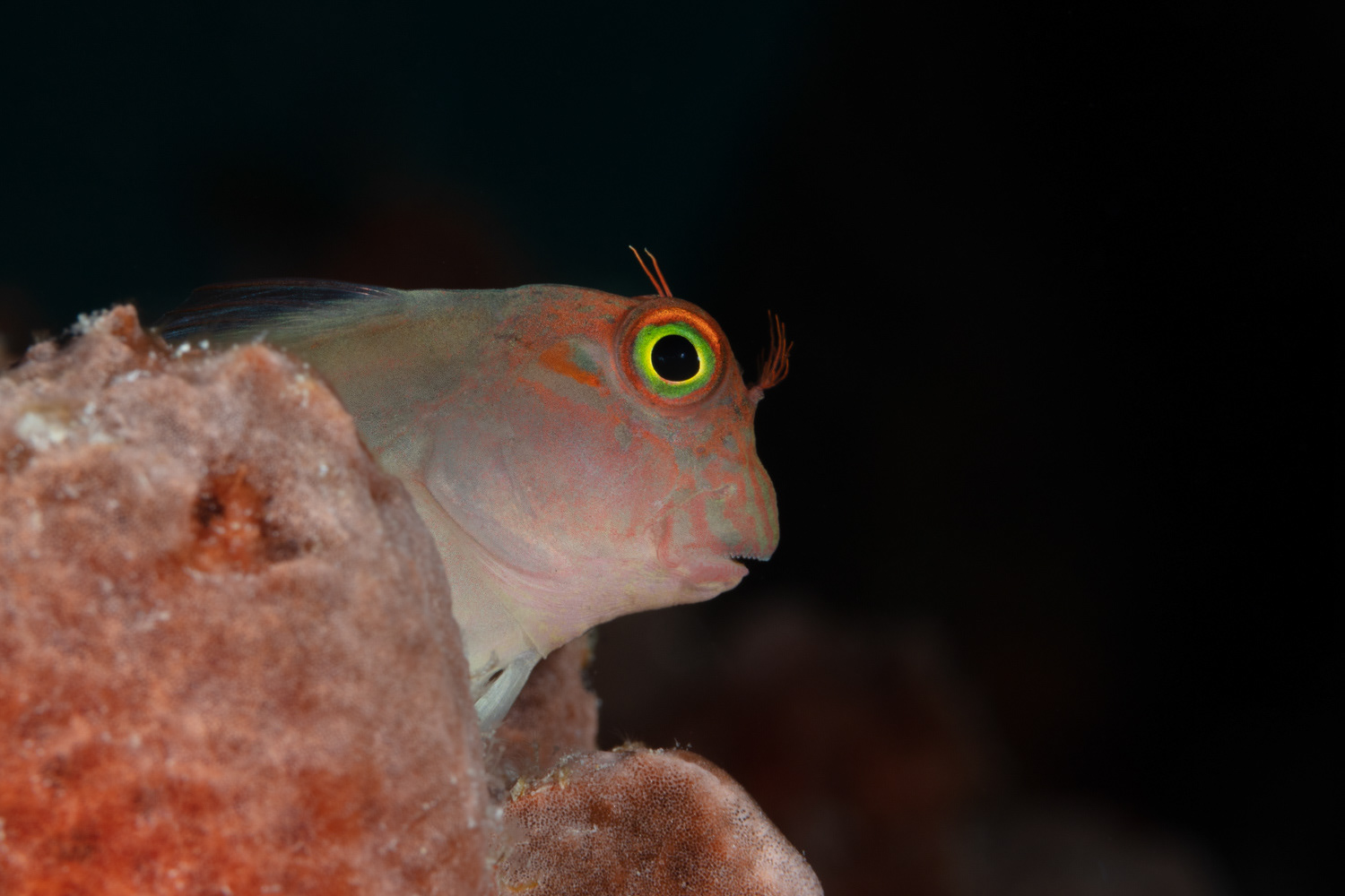 Redlip Blenny