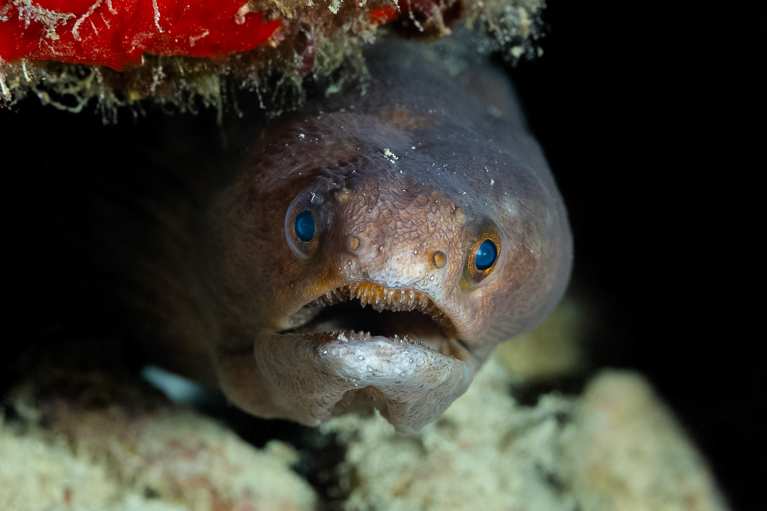 Broadbanded Moray