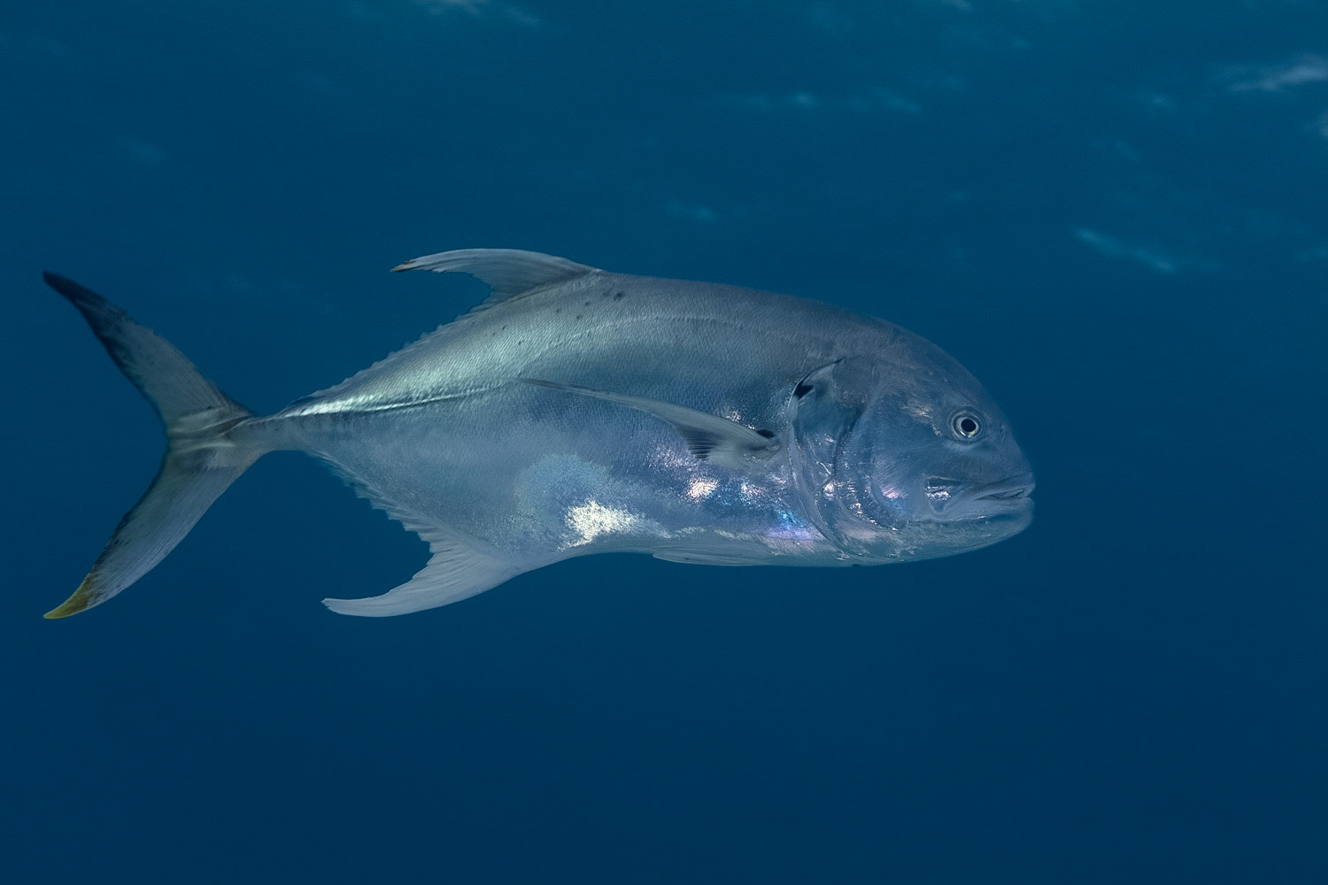 Crevalle Jack