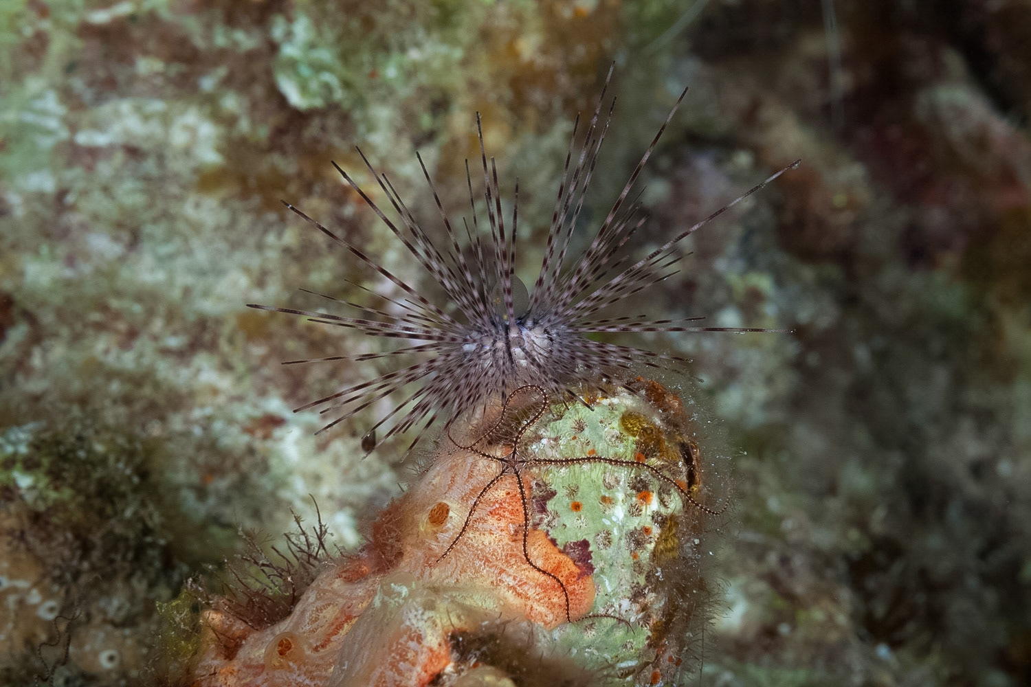 Long-Spined Urchin, Juvenile