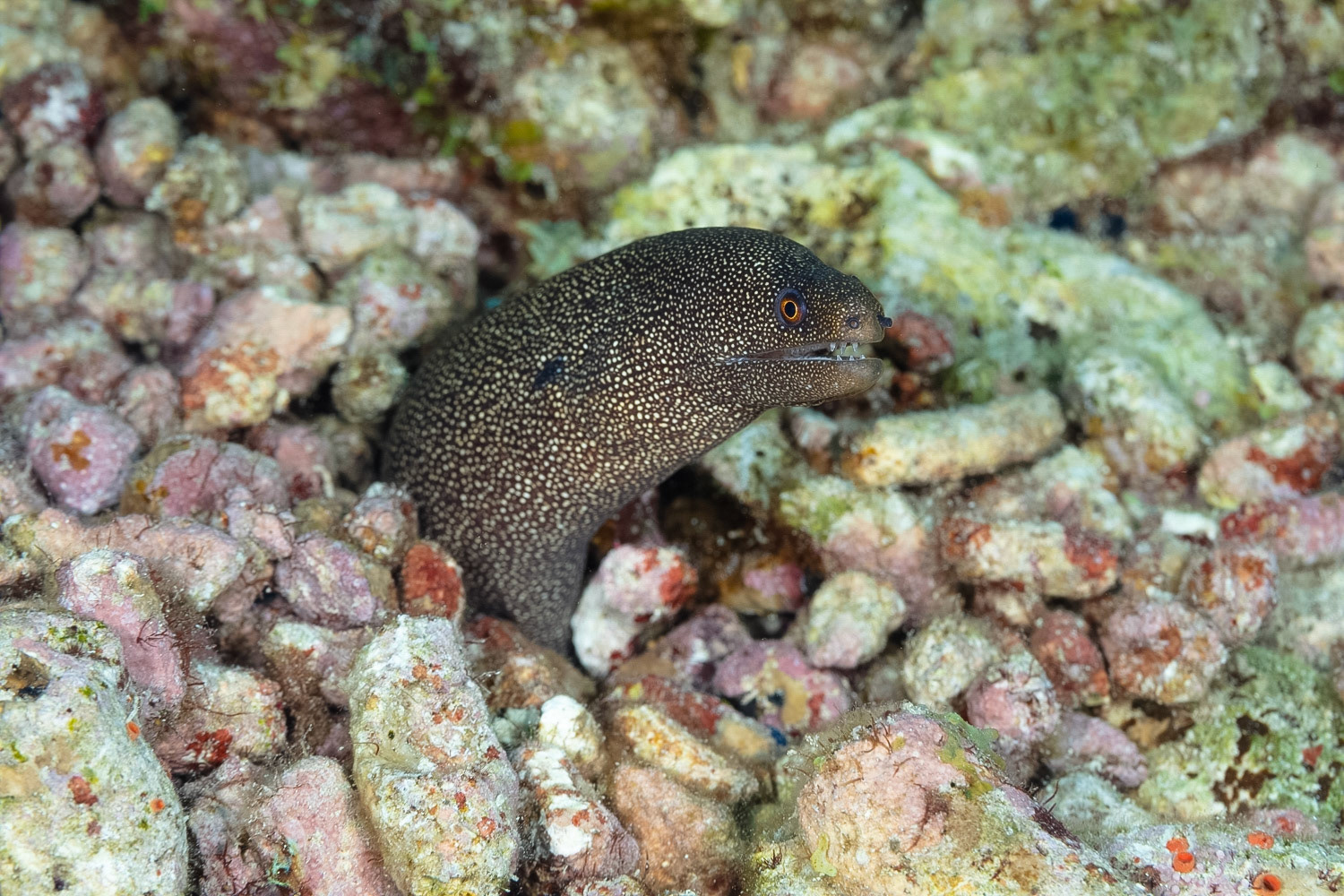Goldentail Moray