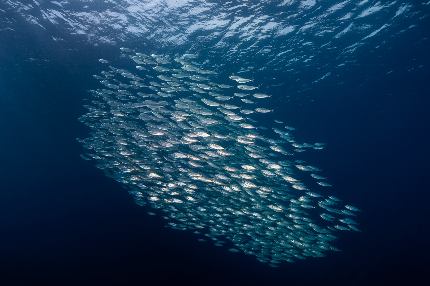 Bigeye Scad
