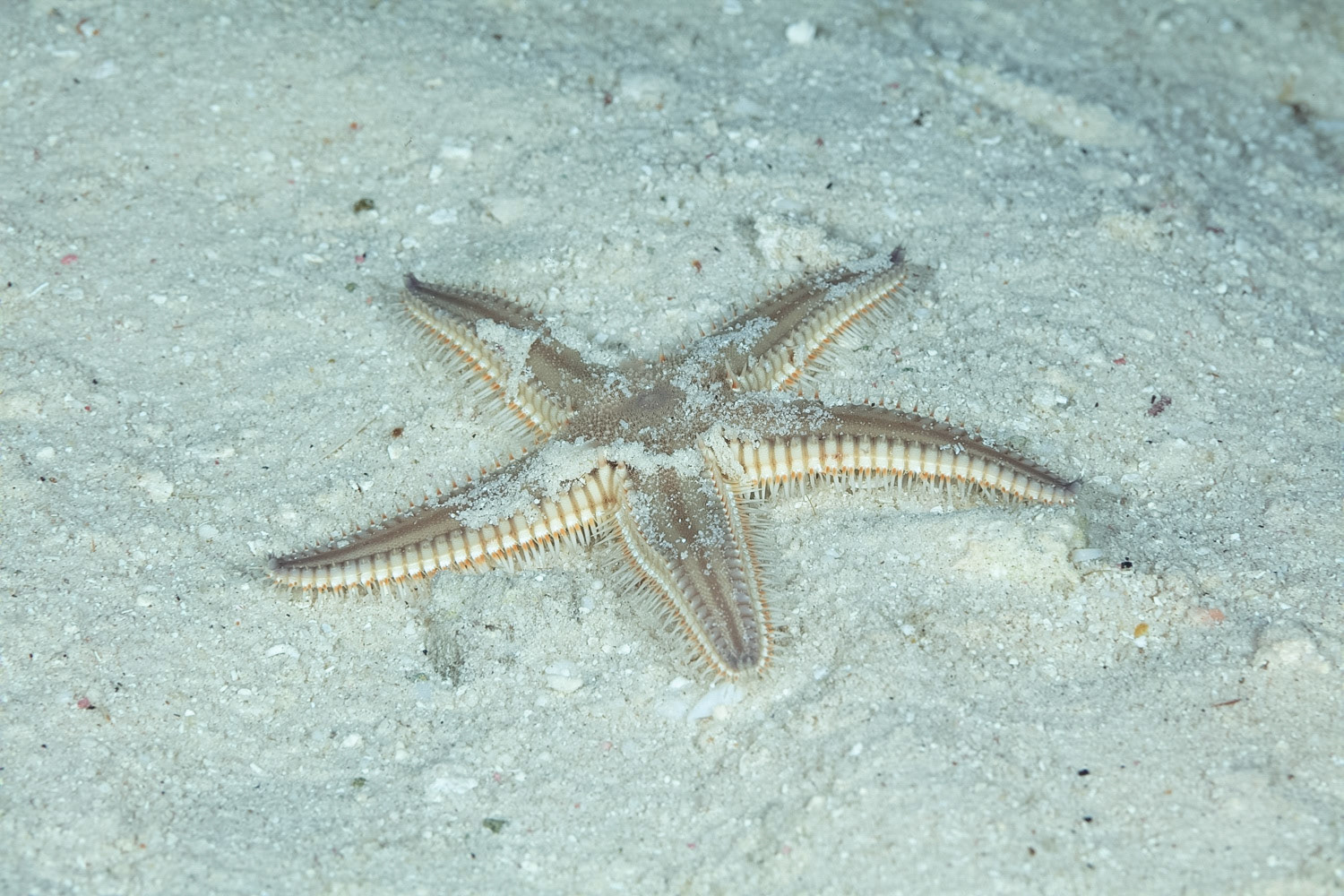 Two-Spined Sea Star
