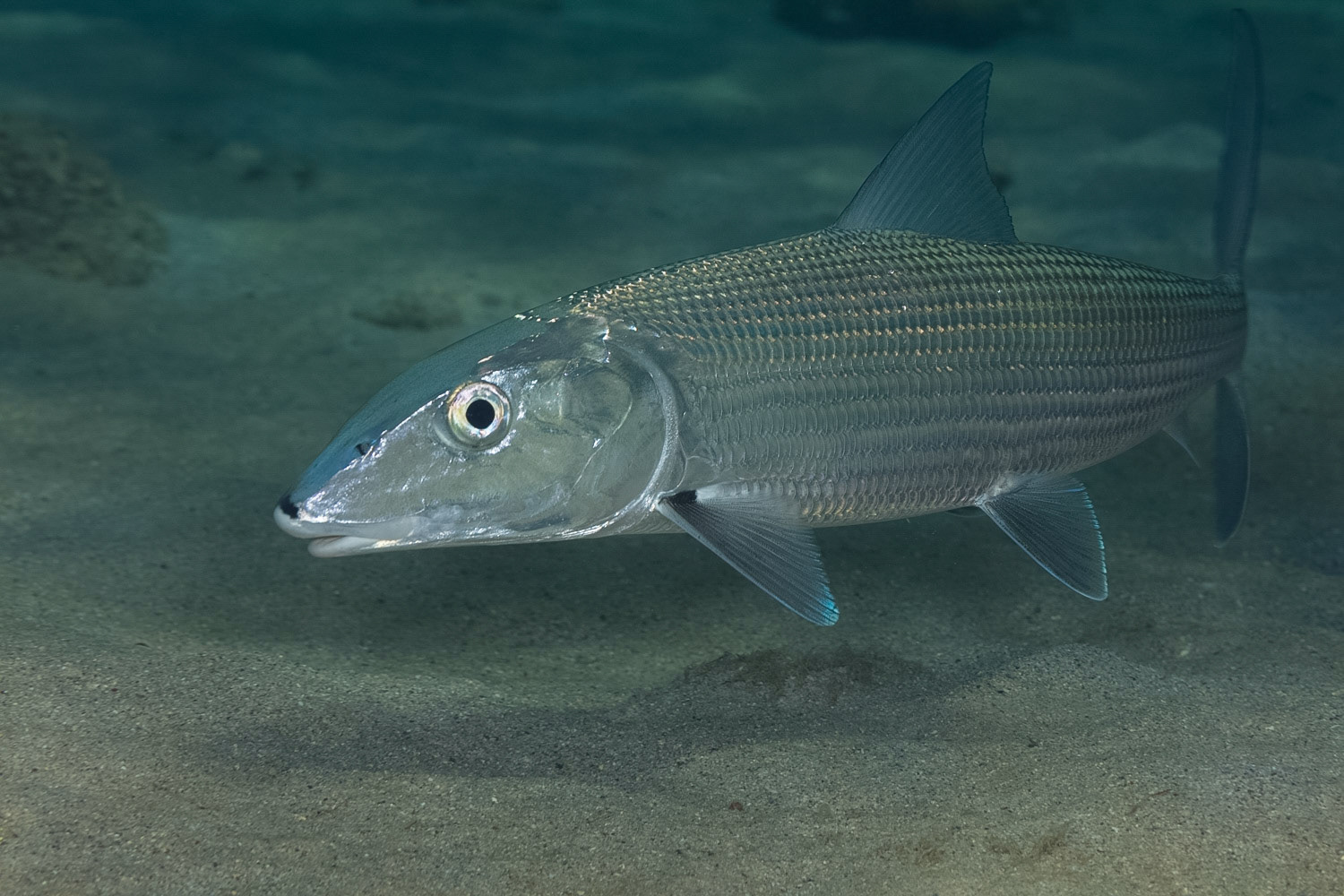 Bonefish