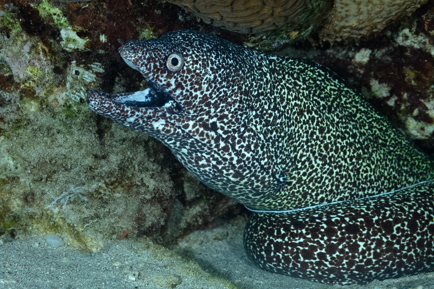 Spotted Moray