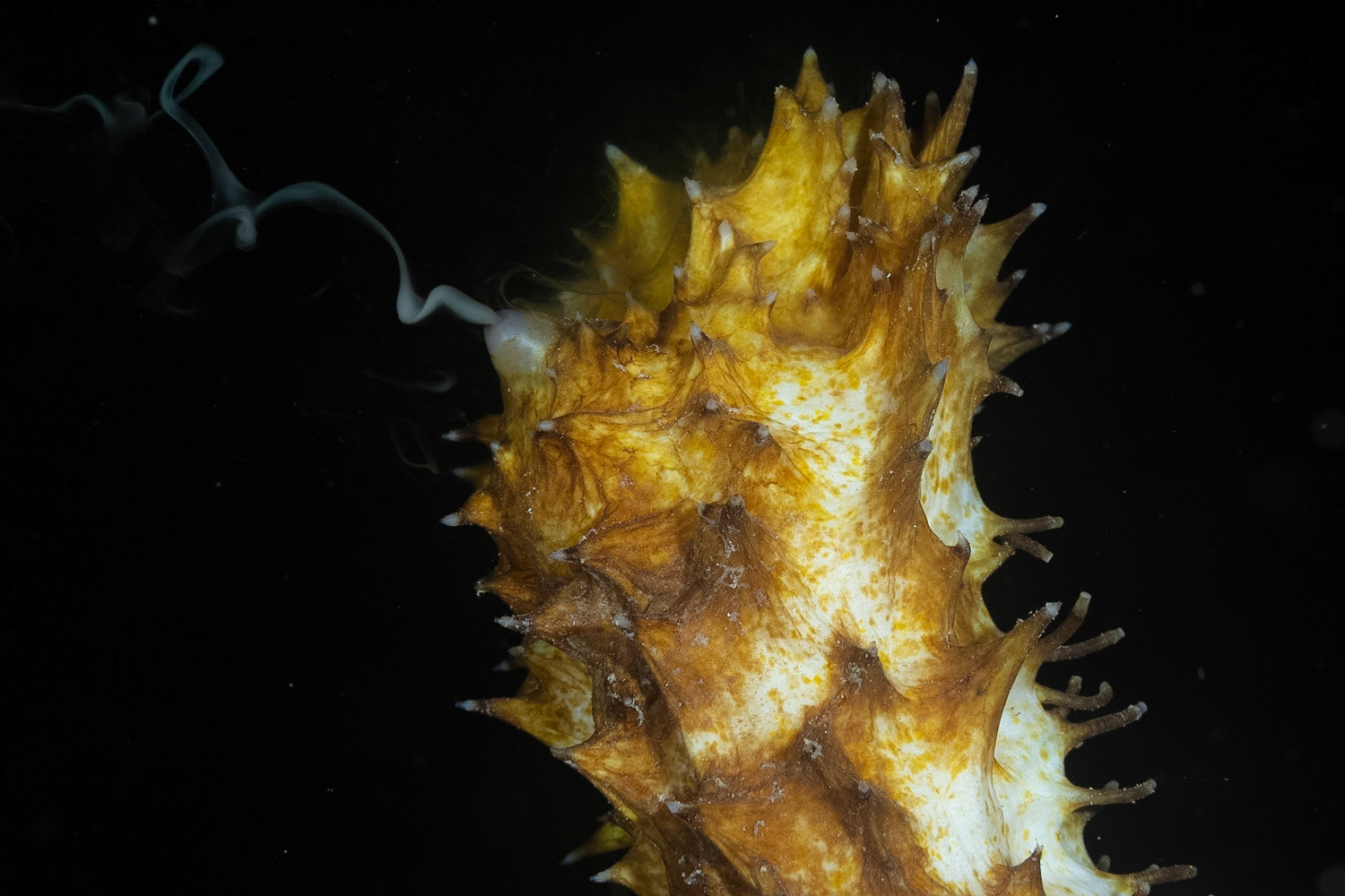 Tiger Tail Sea Cucumber, Spawning