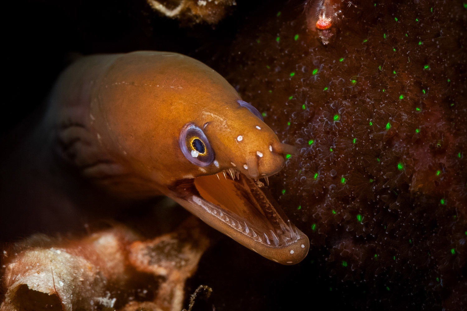 Chestnut Moray