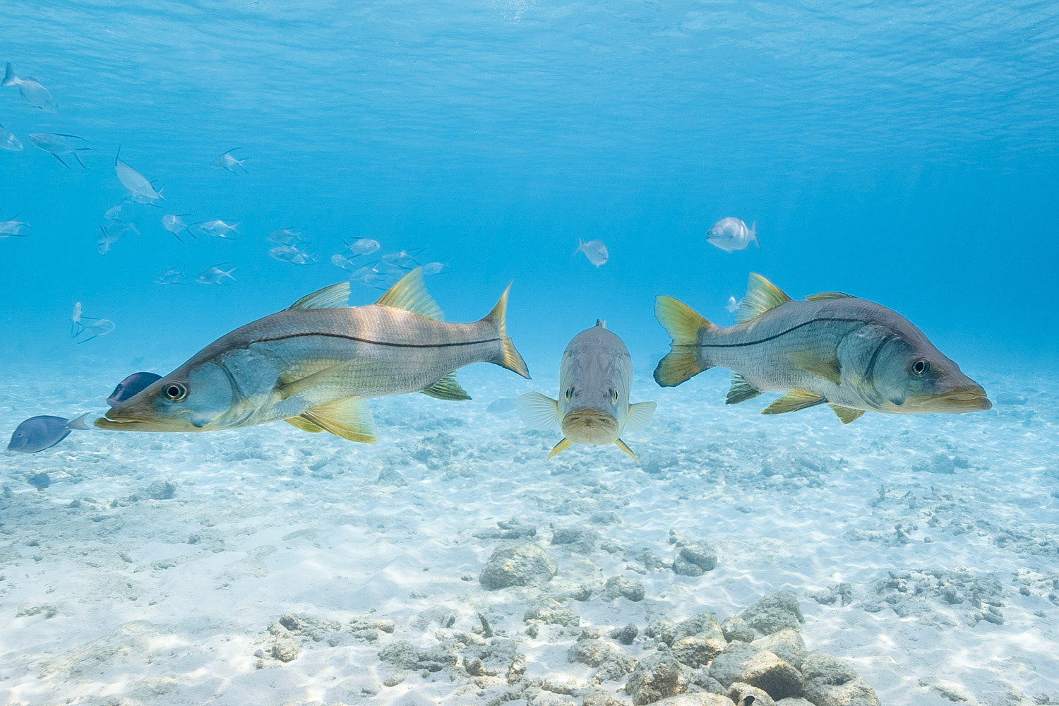 Common Snook