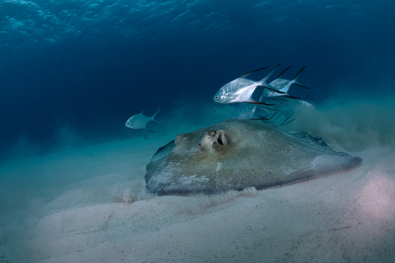Southern Stingray with Palometas