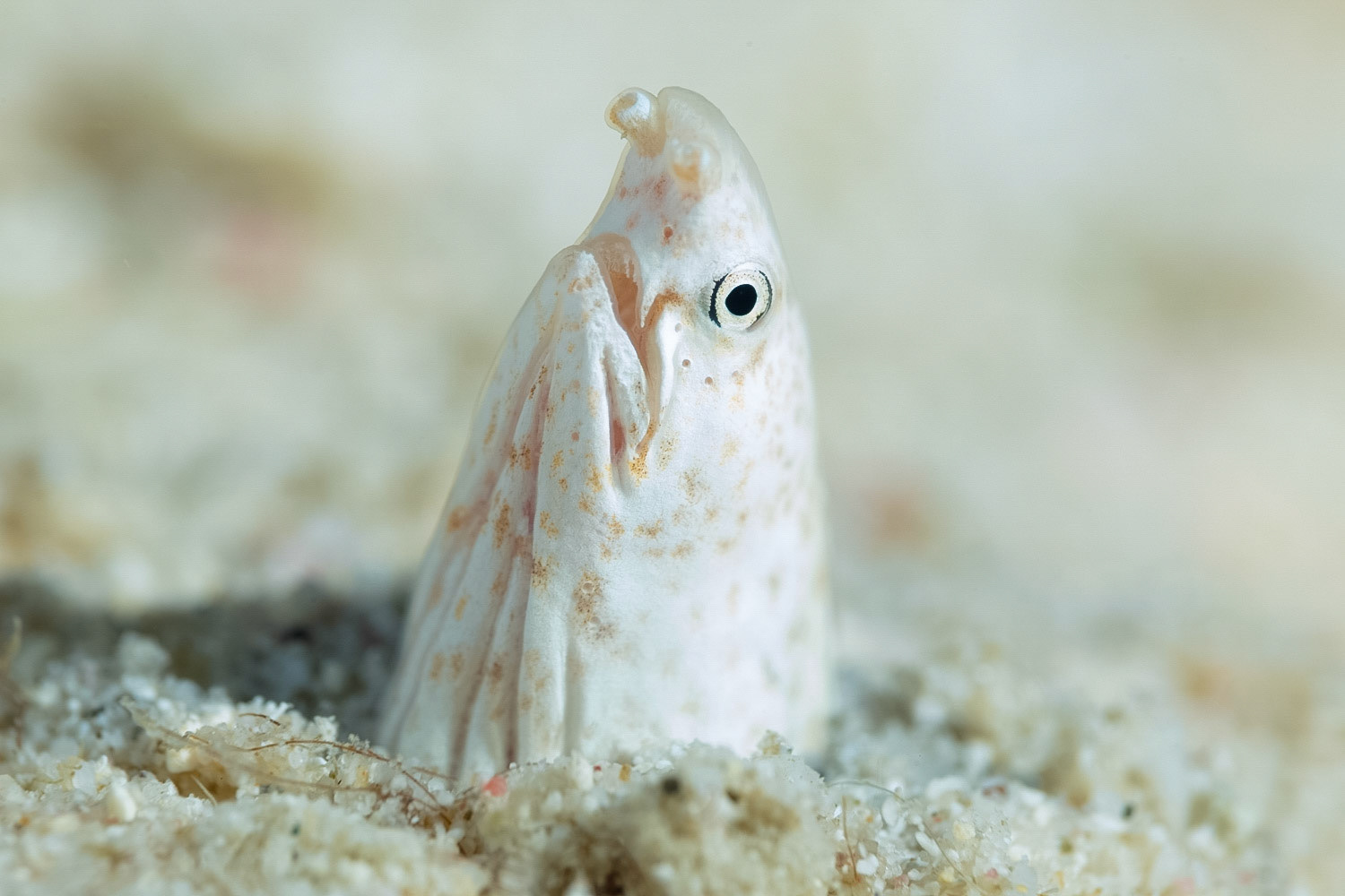 Stripe Eel