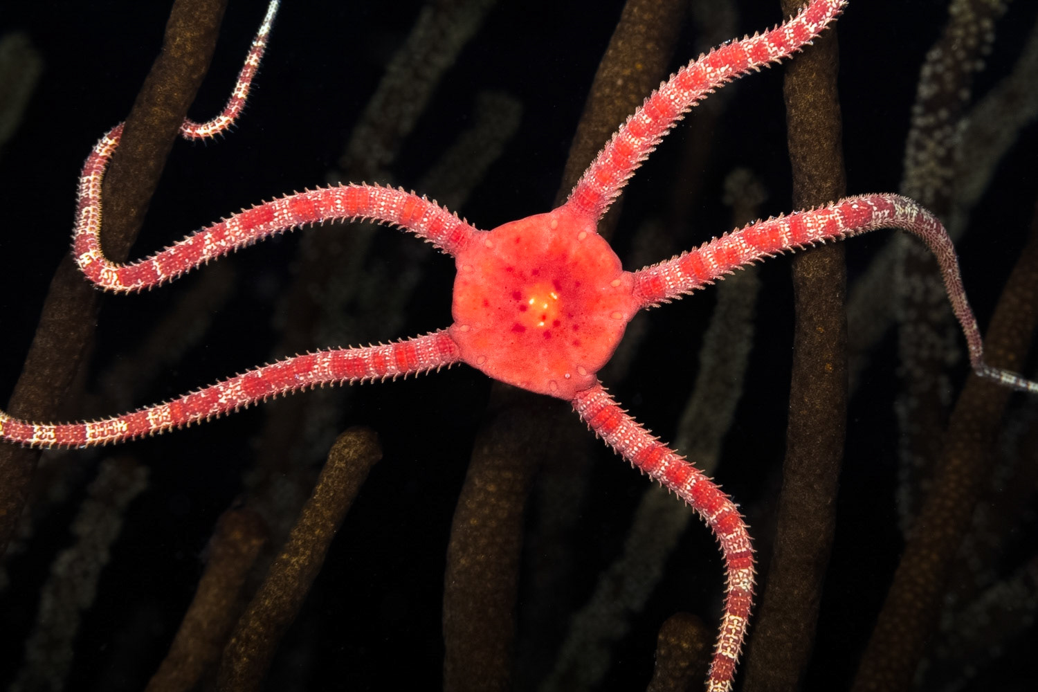 Ruby Brittle Star