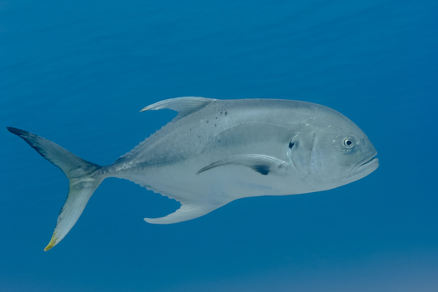 Crevalle Jack
