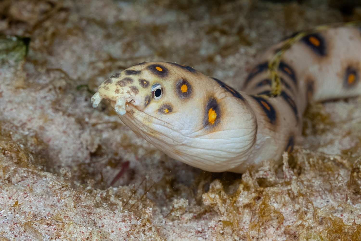 Goldspotted Eel