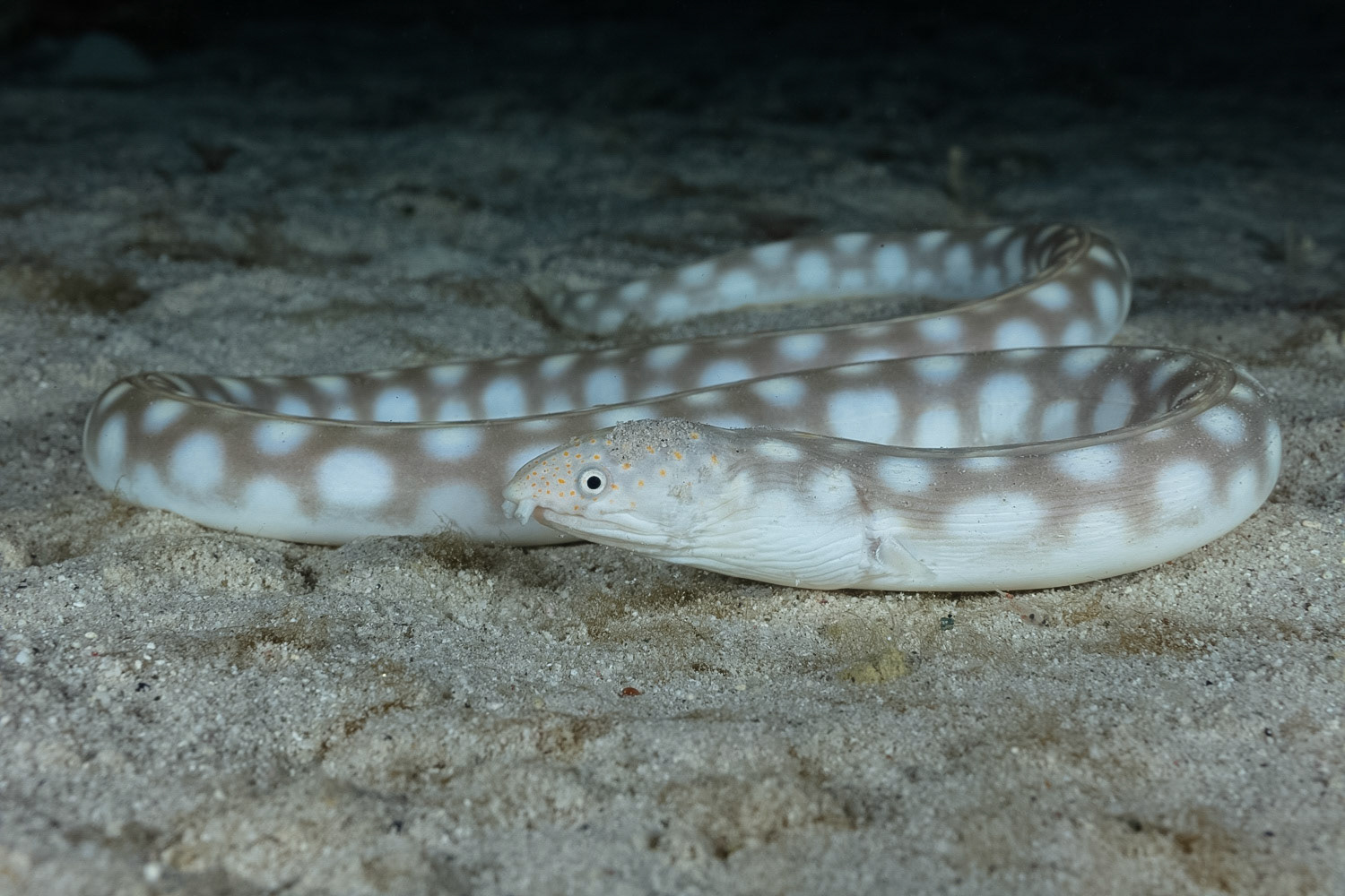 Sharptail Eel