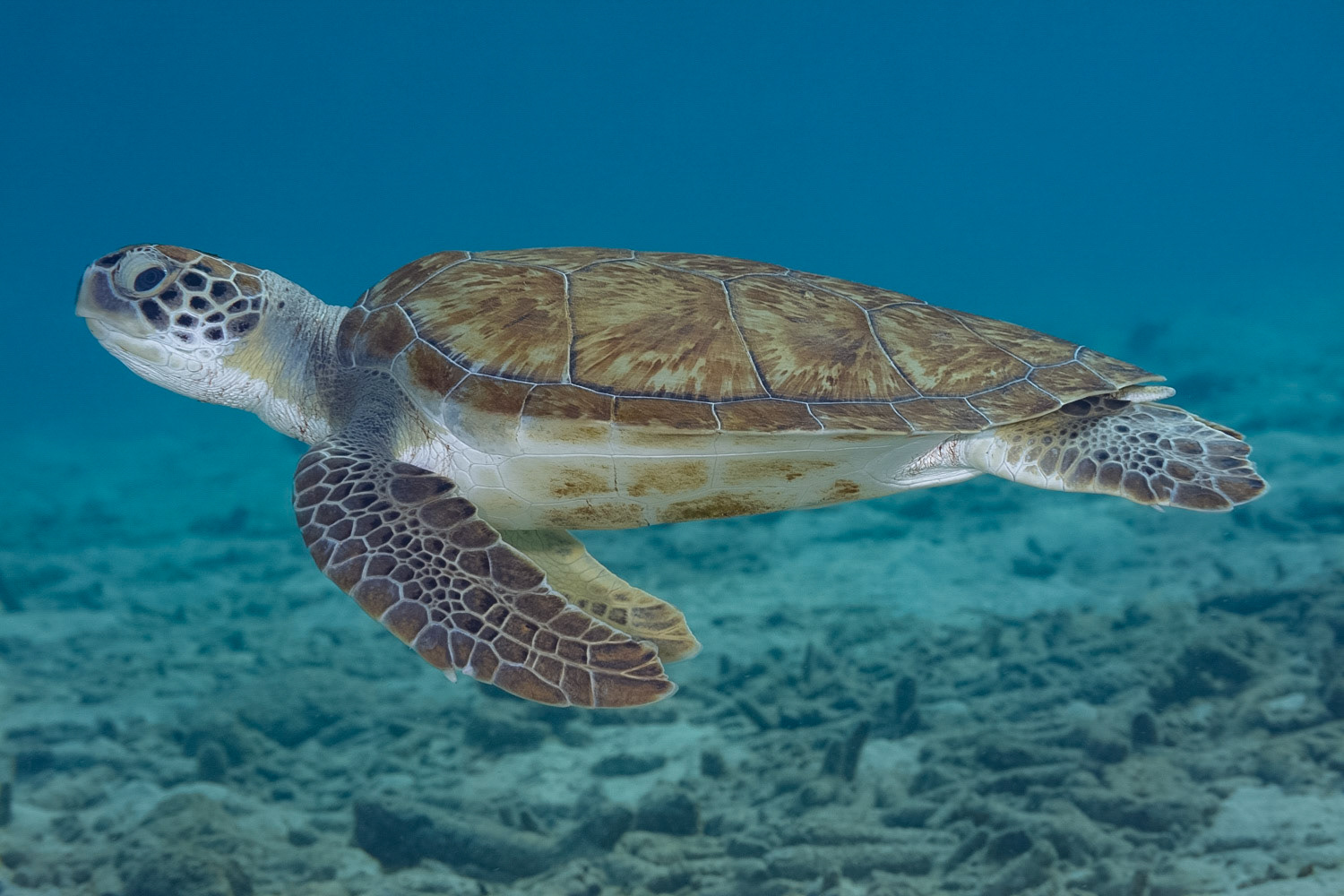 Green Sea Turtle
