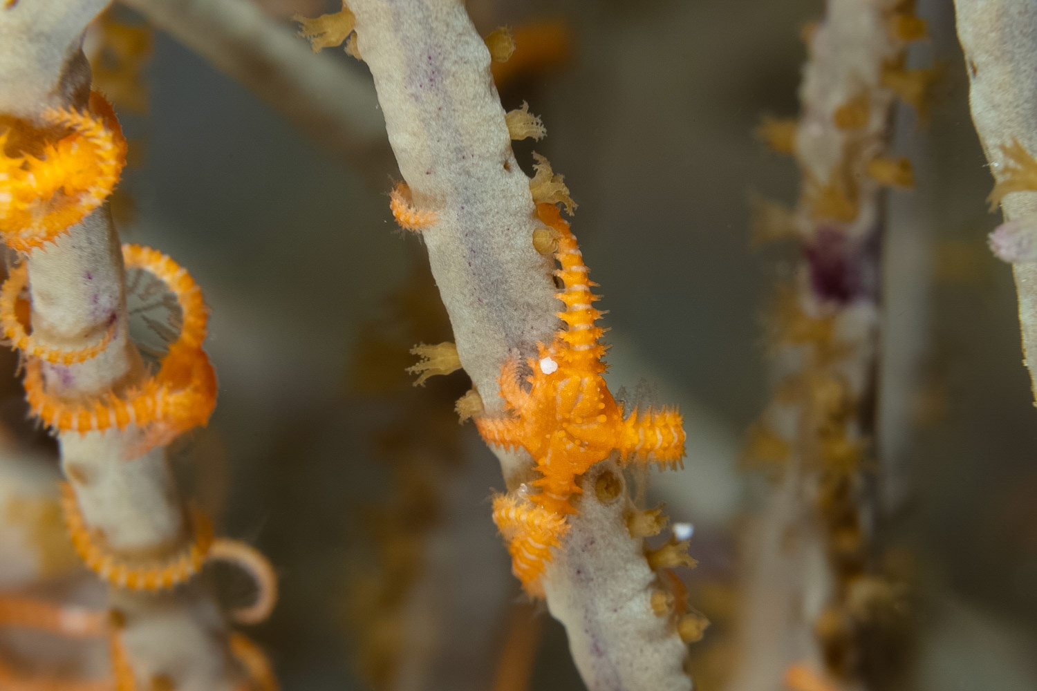 Yellow Sixarm Brittle Star