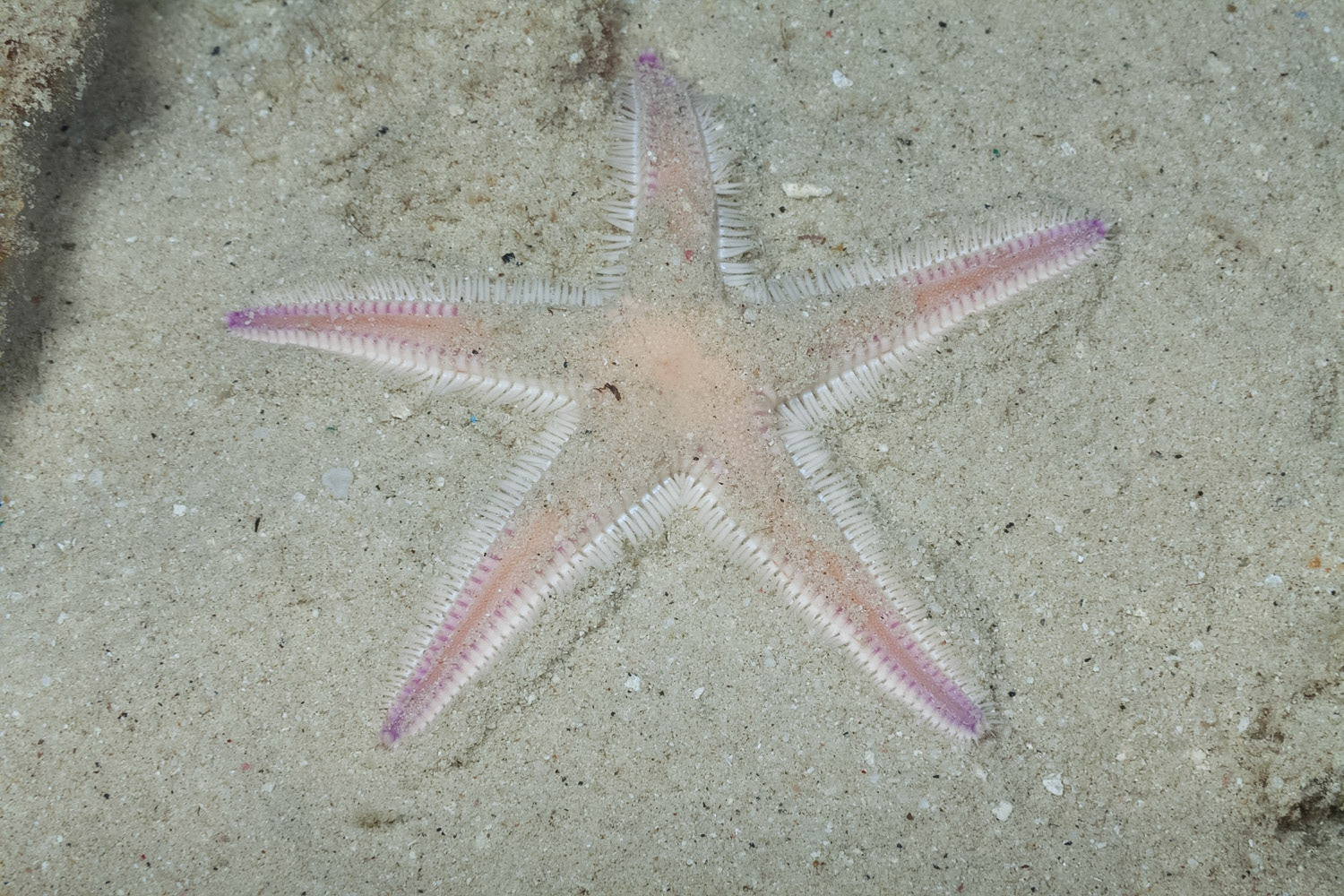 Two-Spined Sea Star