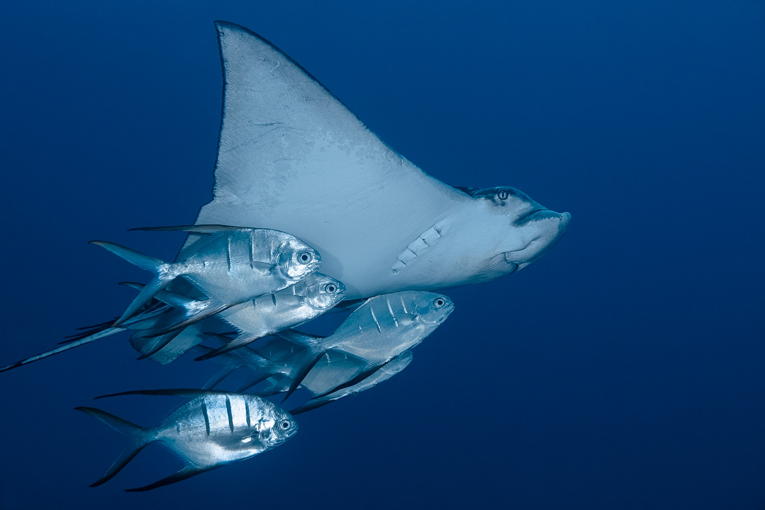 Spotted Eagle Ray with Palometas