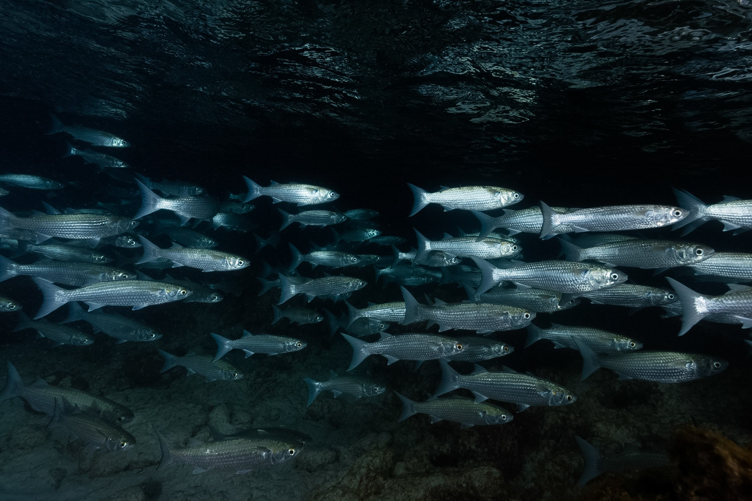 White Mullet