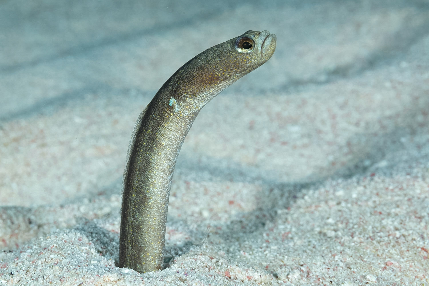Brown Garden Eel