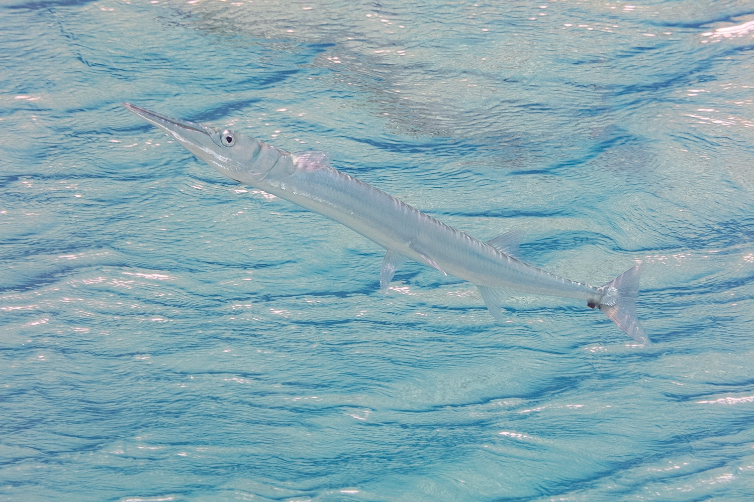 Houndfish
