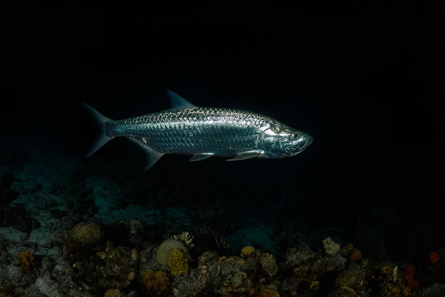 Tarpon