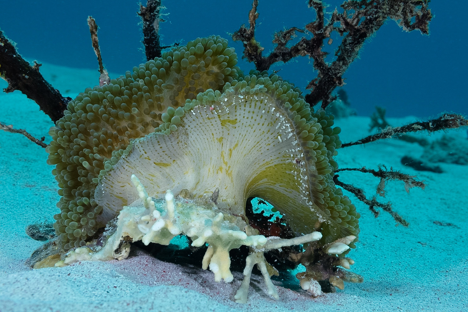 Sun Anemone