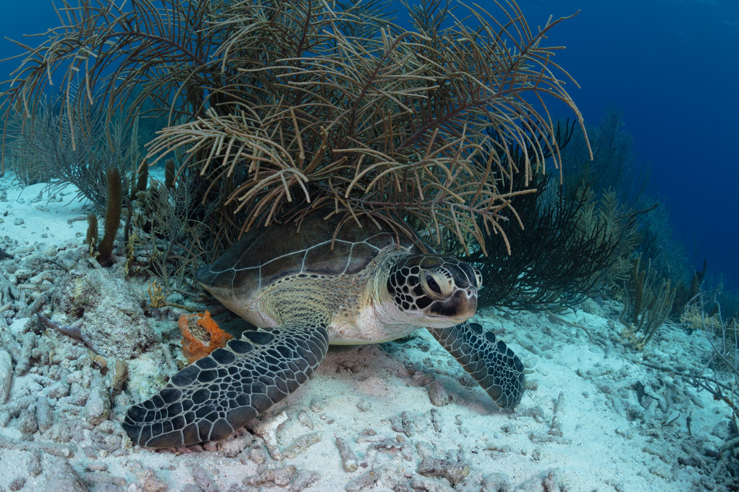 Green Sea Turtle