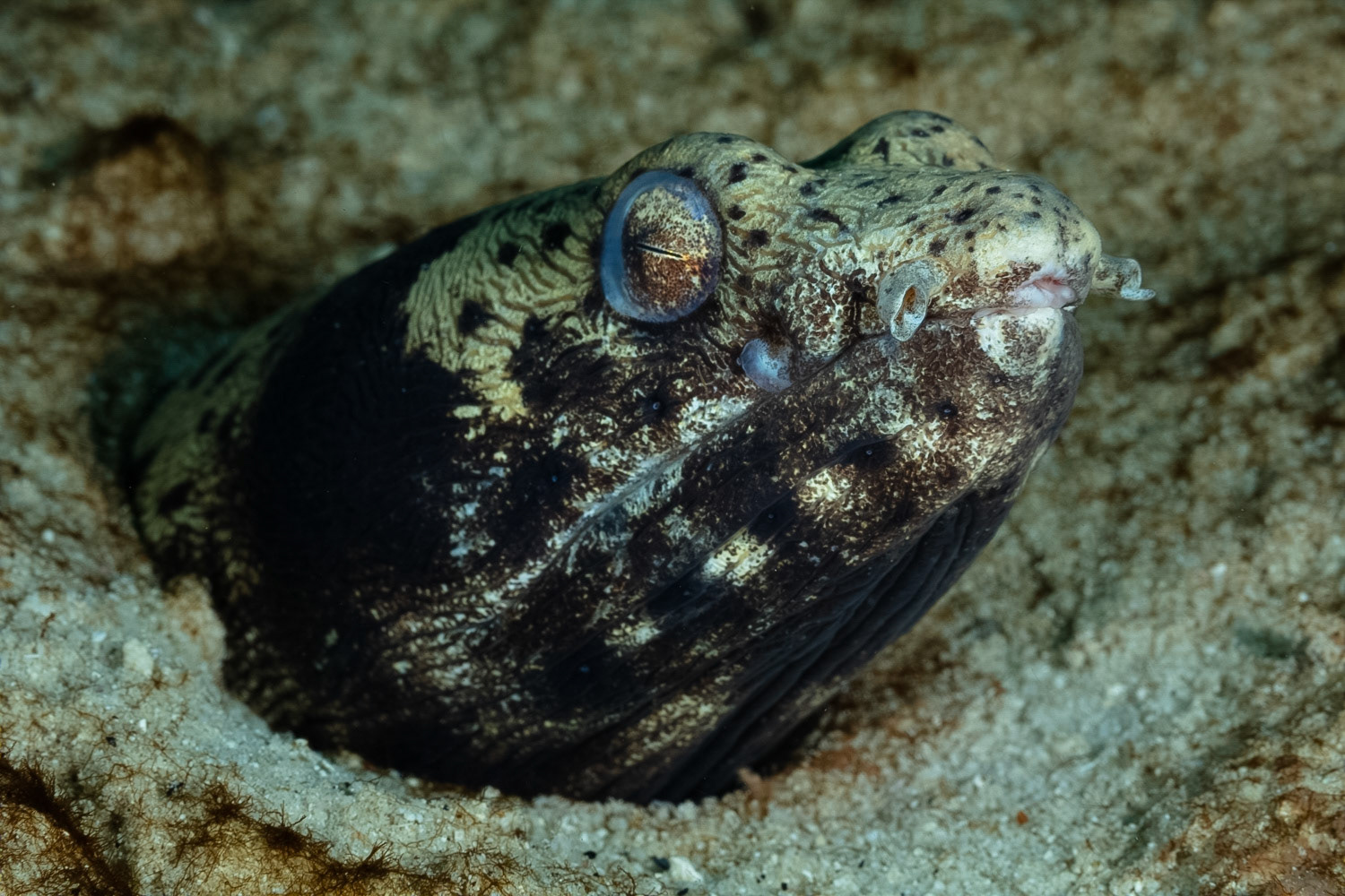 Spotted Snake Eel