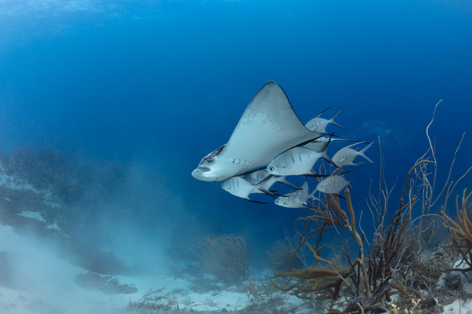 Spotted Eagle Ray (with Palometas)