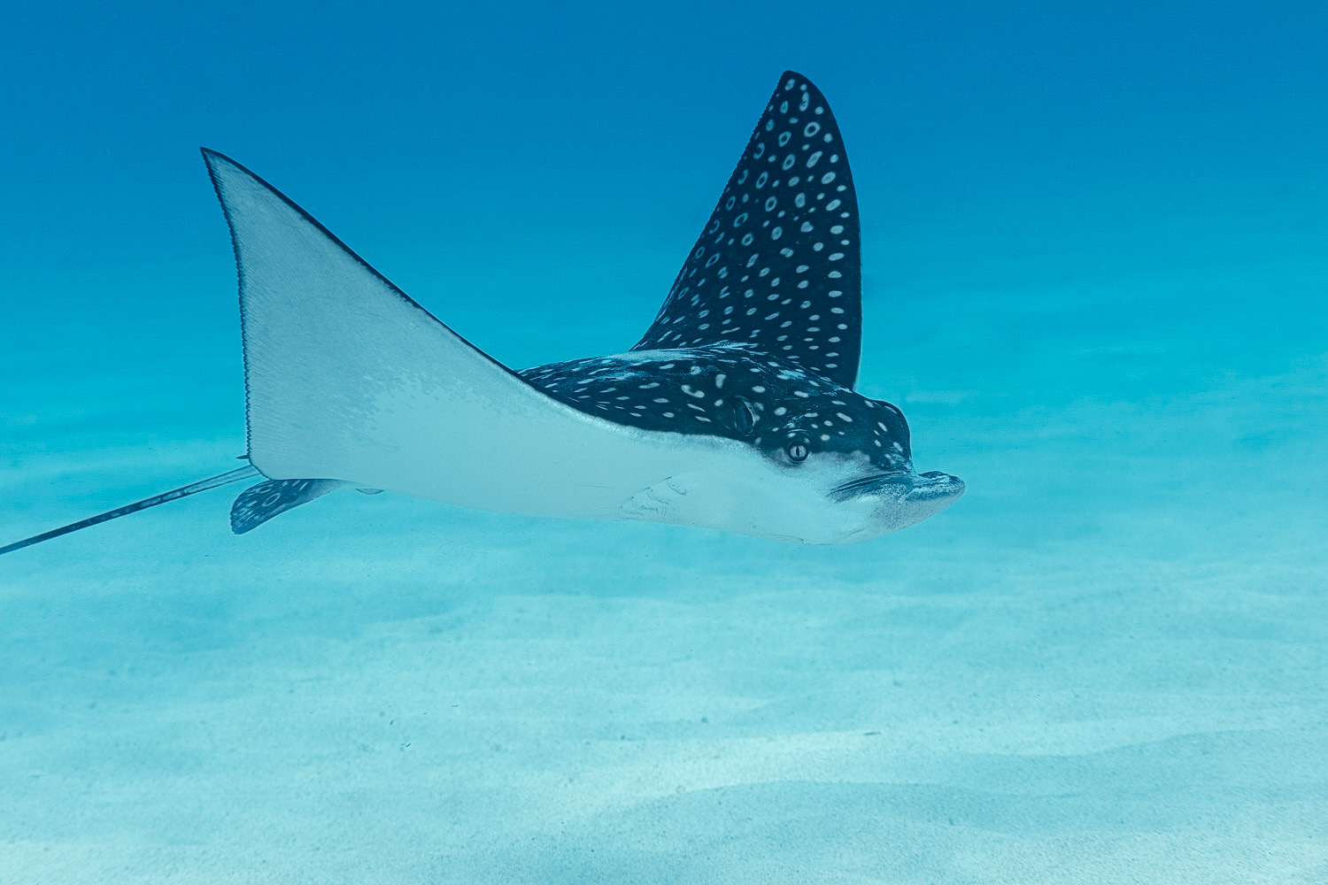 Spotted Eagle Ray